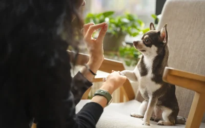 El secreto de una dieta sana para tu mascota