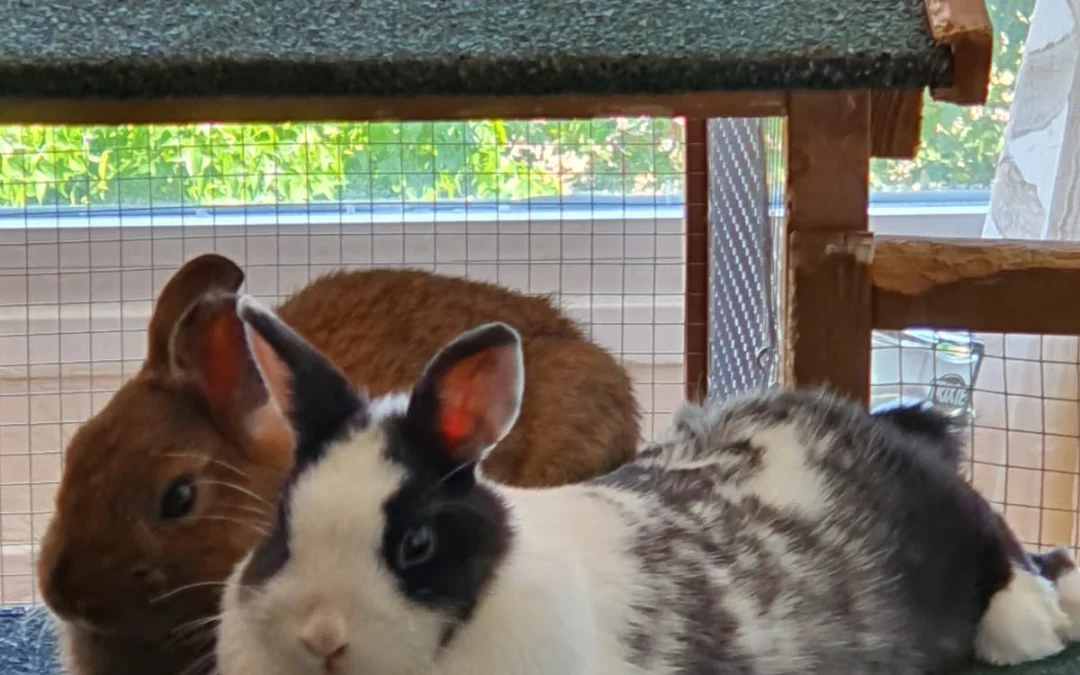 BUNNER