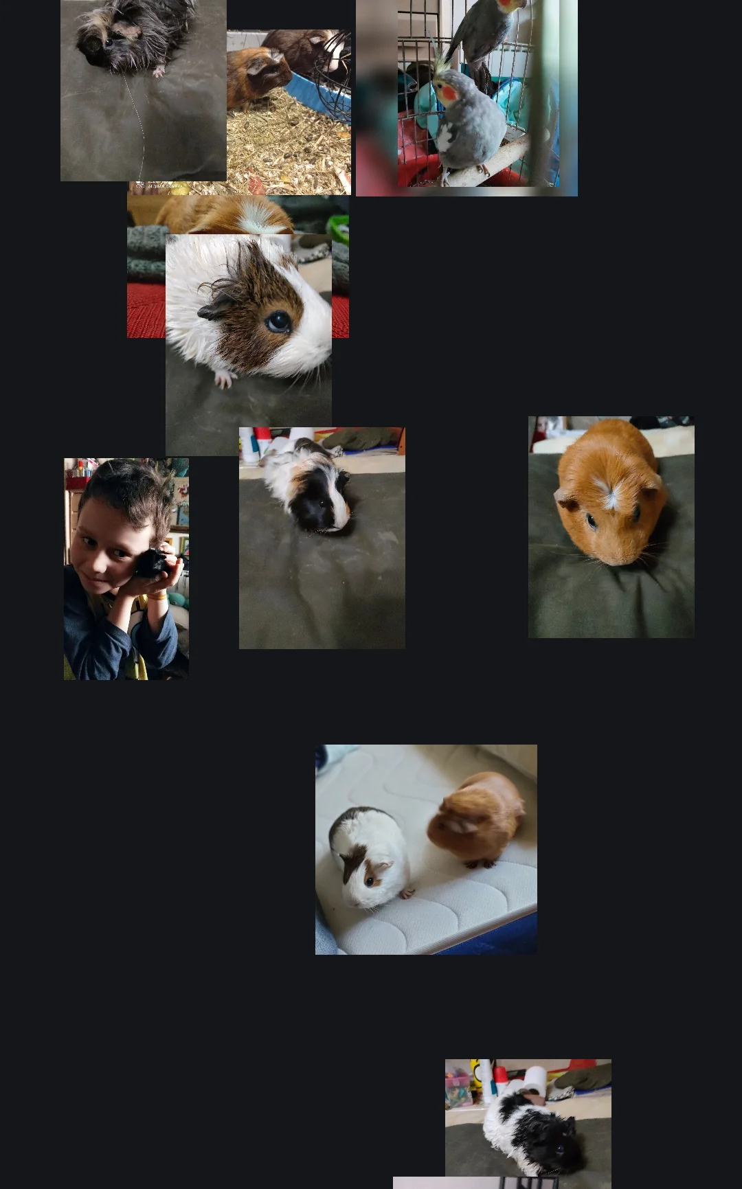 Pipo, Neni, Uni, Fiona, Chisi, Pitu y a todos los demás