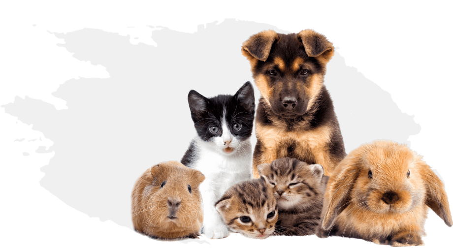 cremacion colectiva de mascotas